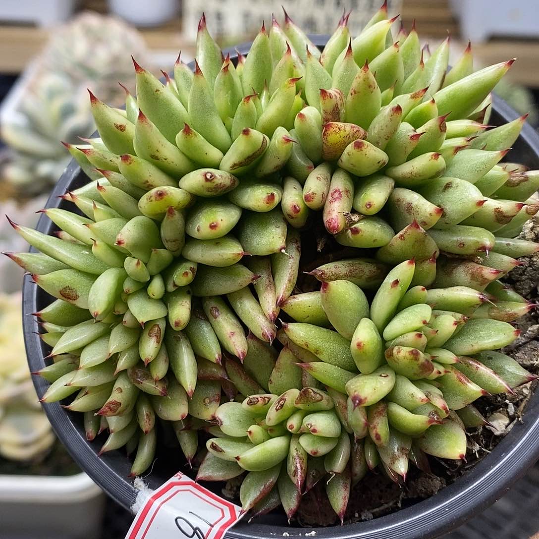 0218 细叶艾克魂锦缀