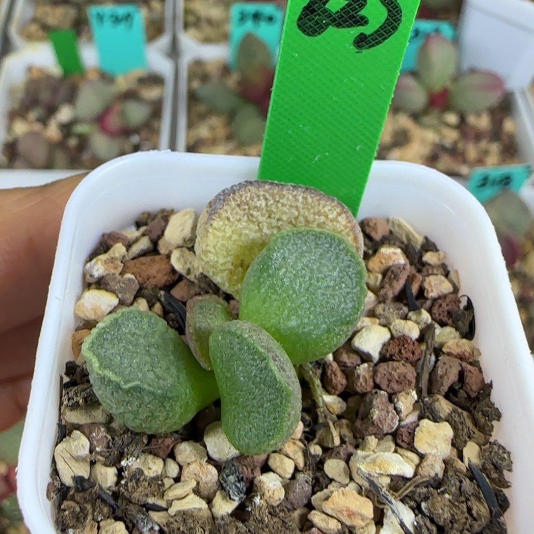 编号623底叶插，四方盆发