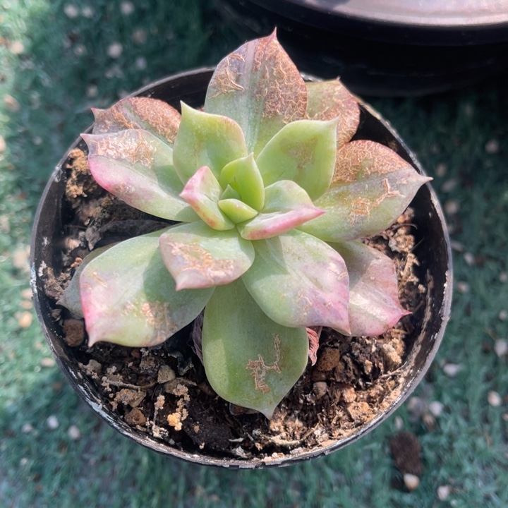 秋可园艺 花脸拉丝锦