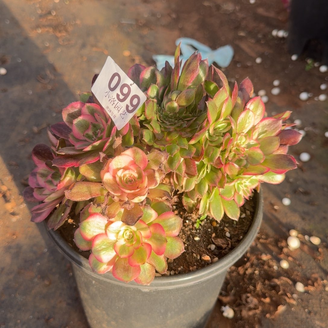99号荔枝缀化多肉植物满28包邮