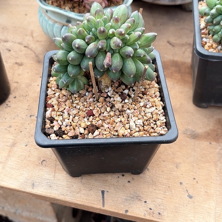 月*?多肉植物，千代田缀