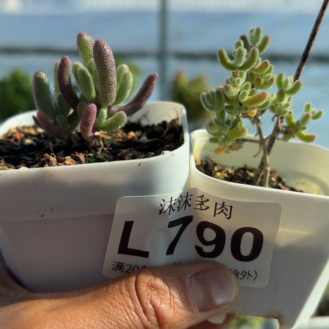 790紫闪枝干和冰晶