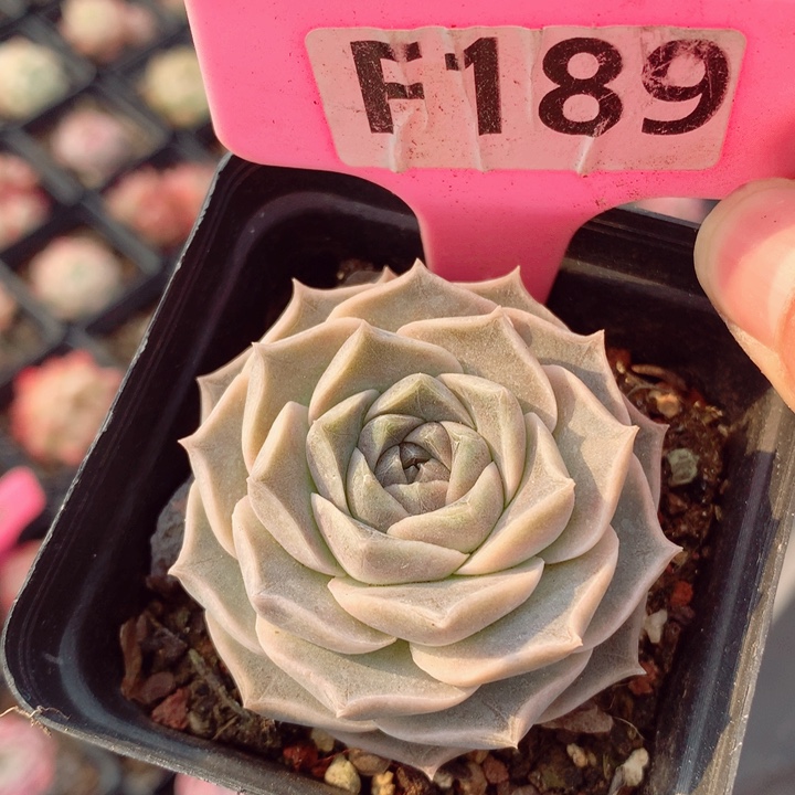 不知名5.5cm多肉植物