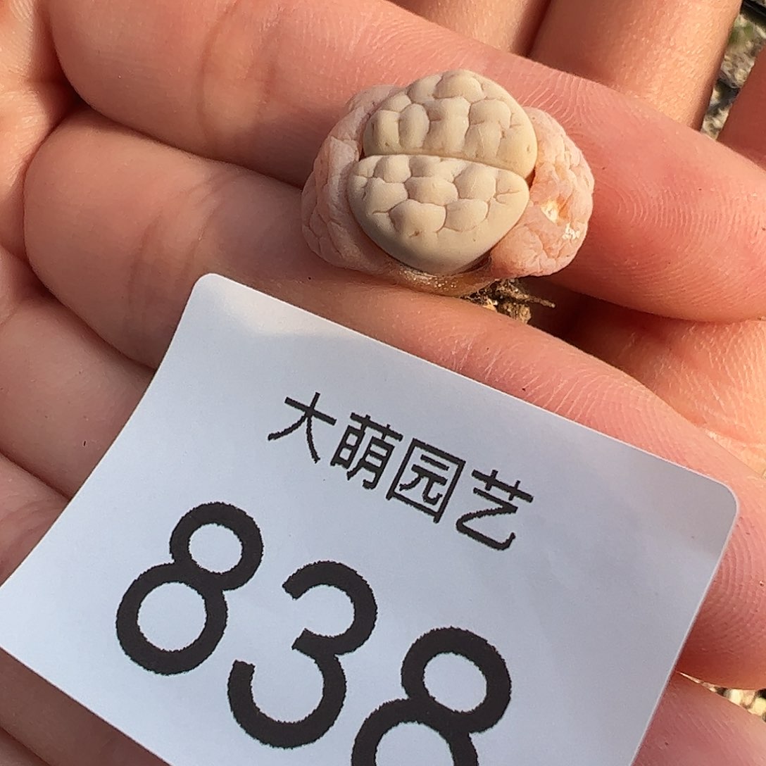 0000838 一物一拍……