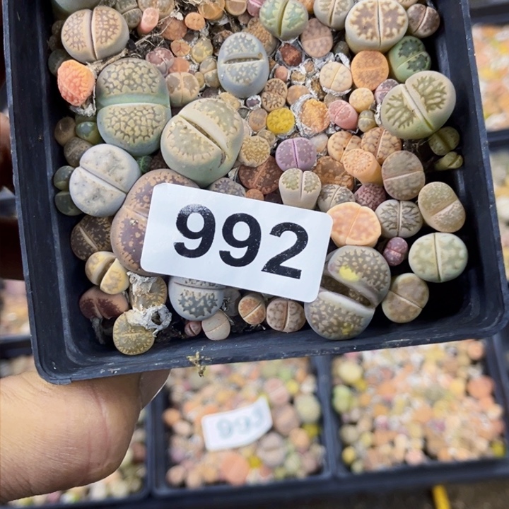 992 生石花一物一图如图