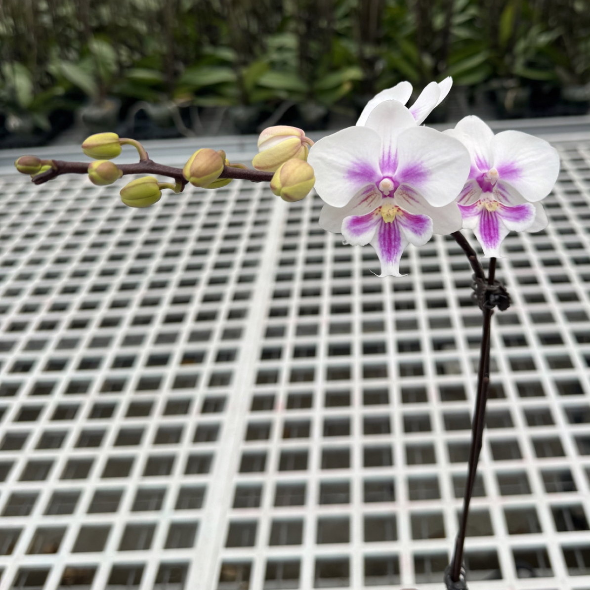 【阿雅】蝴蝶兰2.8寸带花带花苞基地直发