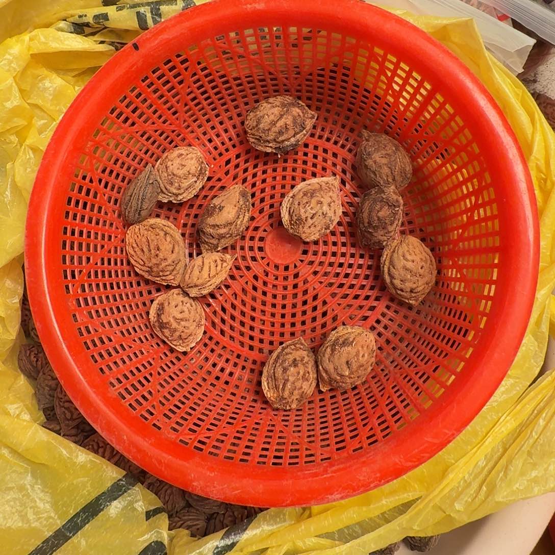 精挑野生大毛桃核30颗