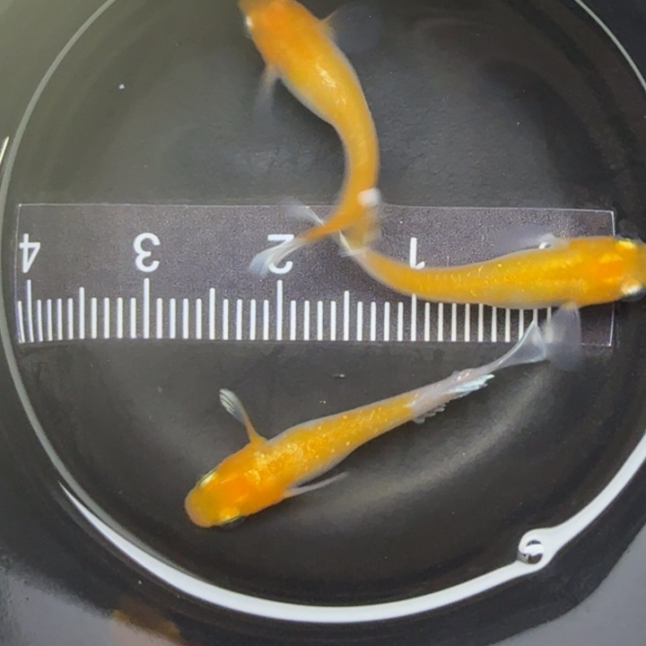 青鳉鱼红白赤壁68号