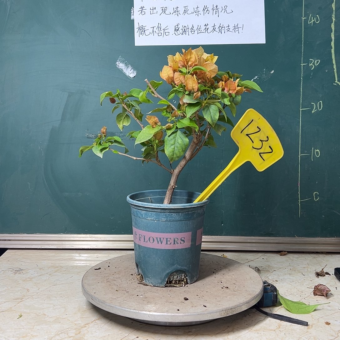 完全开放  福利  落日  1232