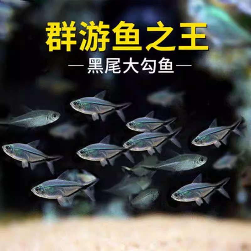 福利款   3件包邮