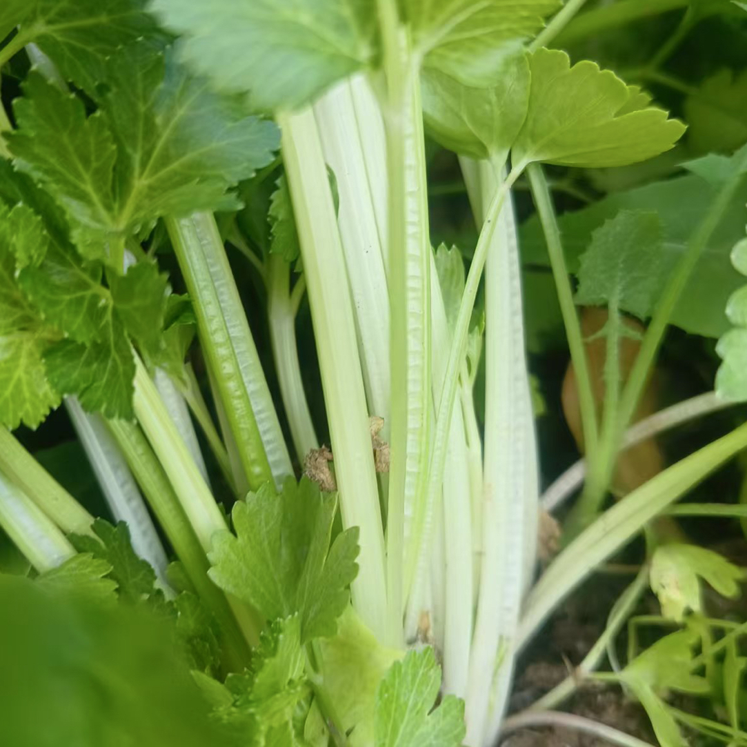 时令蔬菜老城芹菜