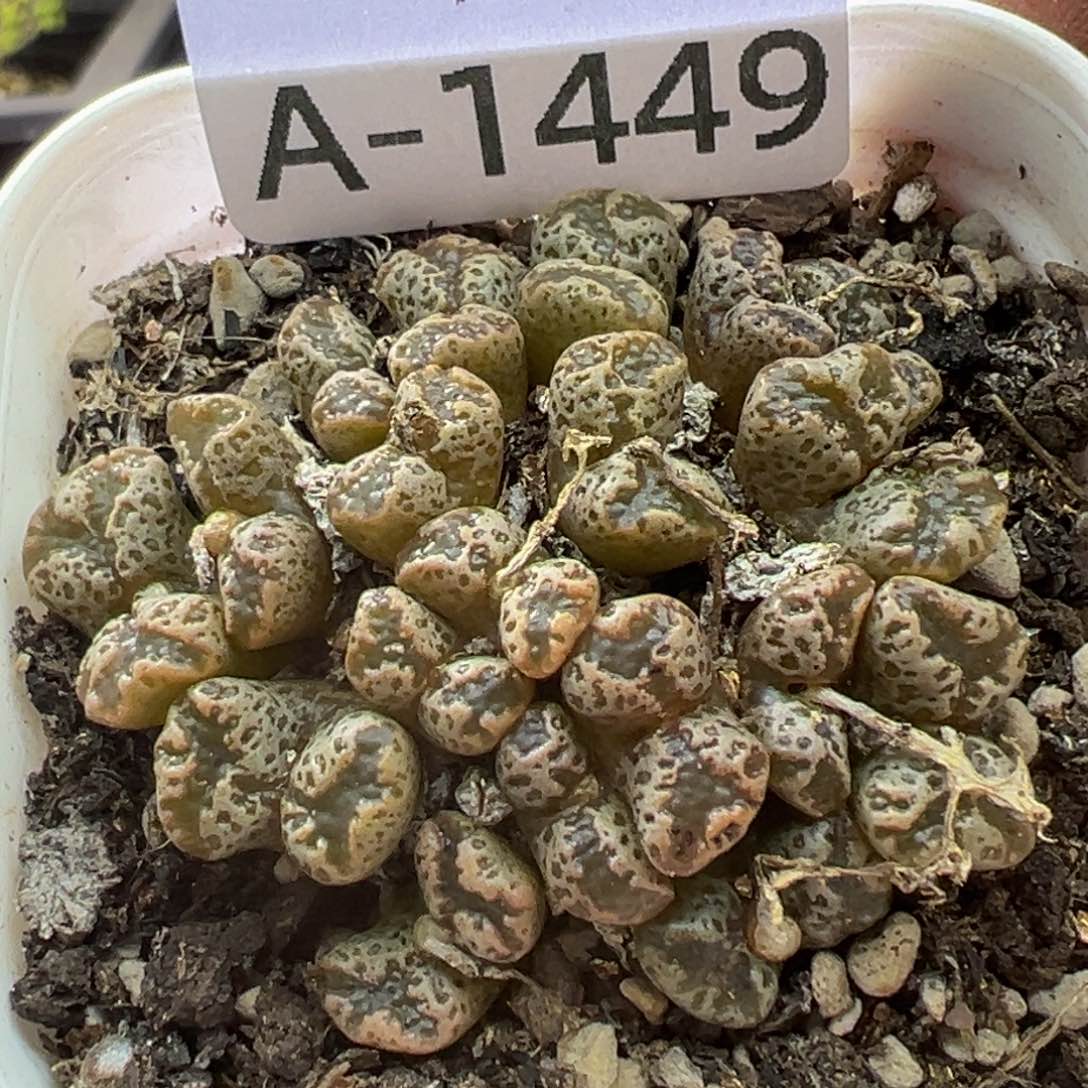 多肉植物11111111111111111