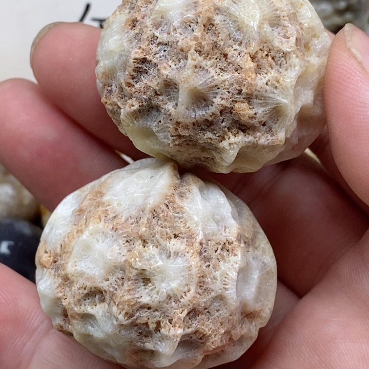 颈饰未镶嵌硅化珊瑚（珊瑚玉）有瑕