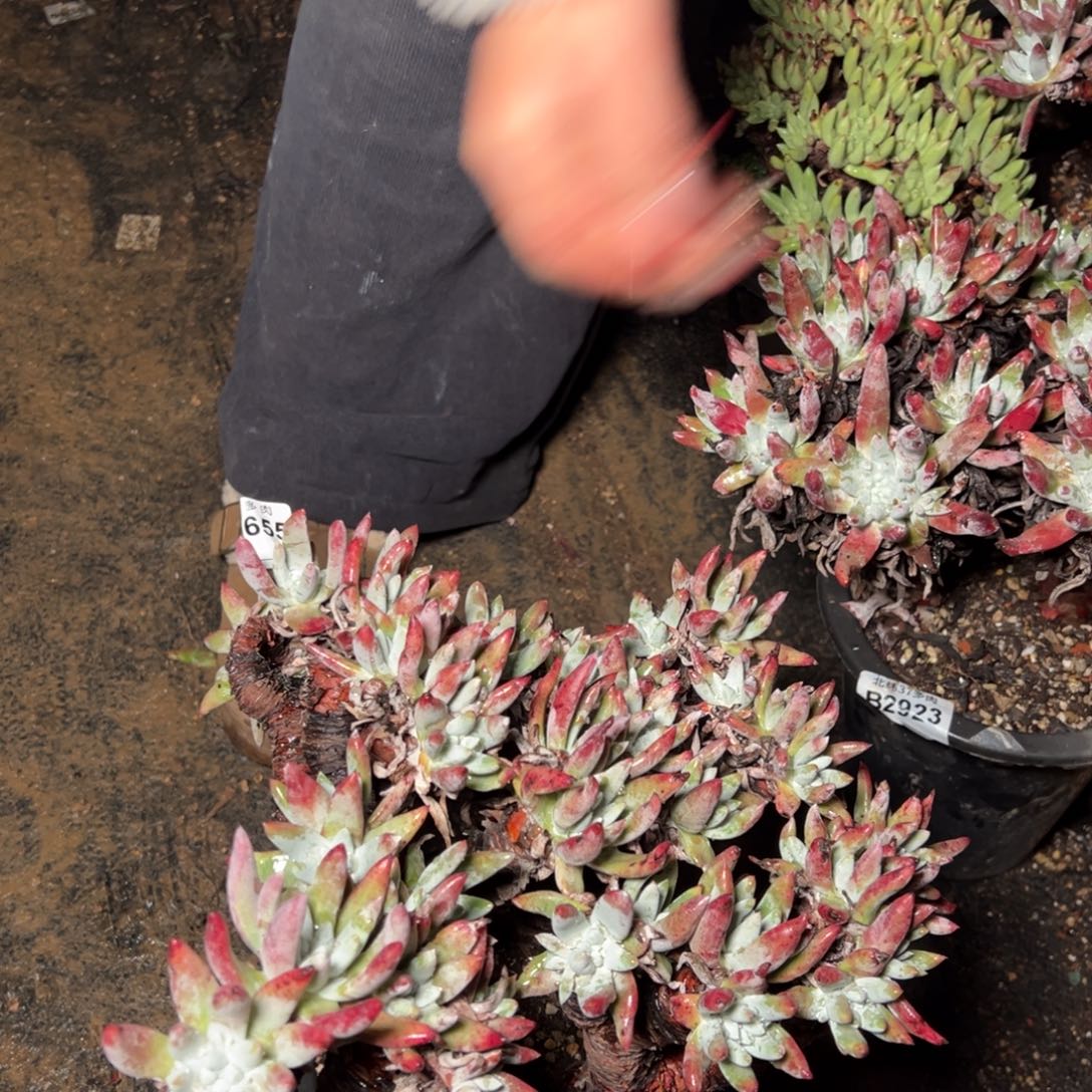 655哈哈哈哈哈哈哈哈