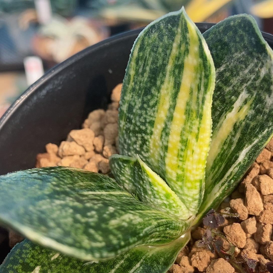 125转实生带盆发货