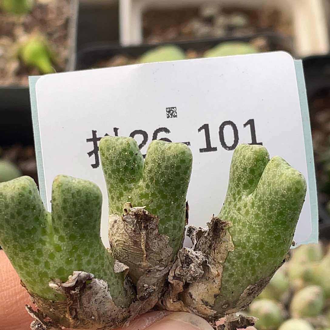 26-101鹿角斑马肉锥