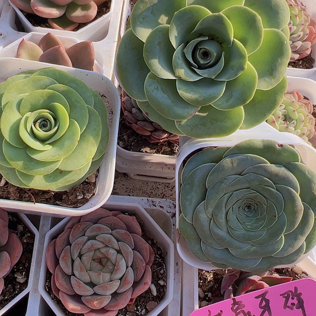 玫瑰组合3颗原盆发货