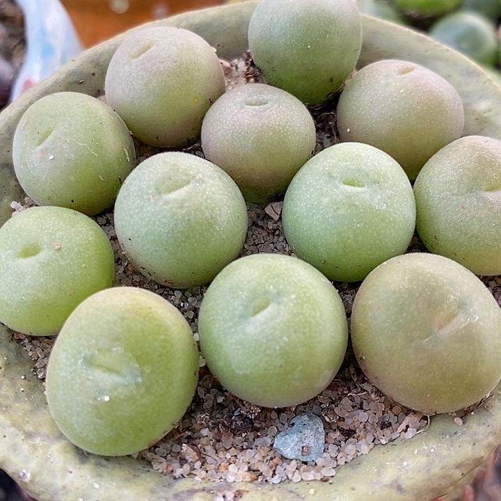 单头孔卡佛1颗。      