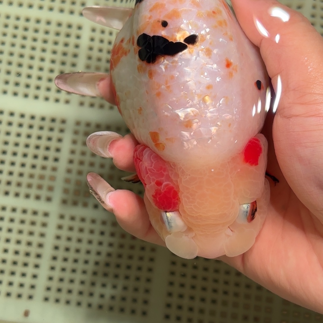 沐***）金鱼拍包装箱包邮，不拍包装箱运费到付