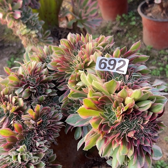 李***尔多肉植物一个女神692