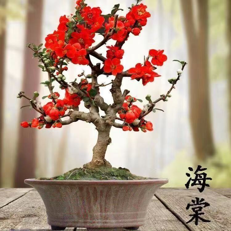 四季开花红宝石牡丹海棠花大花重瓣耐寒耐旱室内外盆栽地栽老桩苗