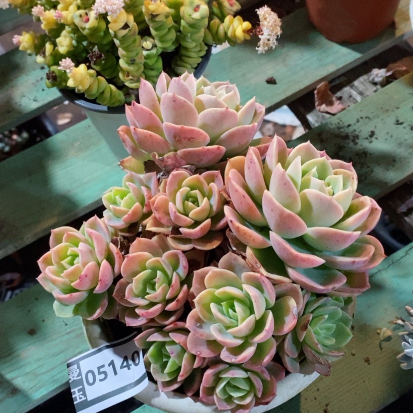 【闪购商品】哈密瓜05140