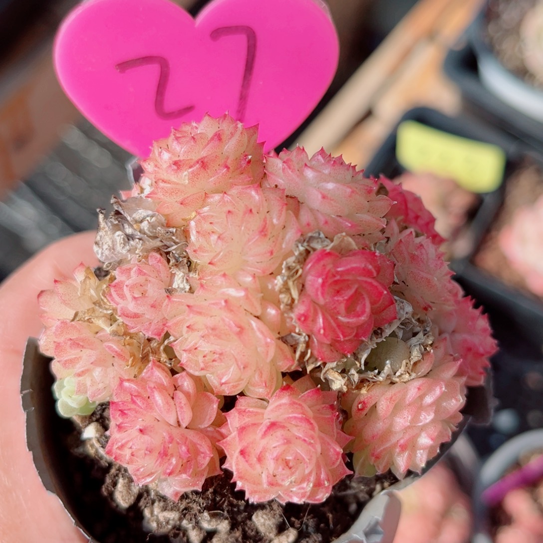 27号小老桩麦秆群不包整