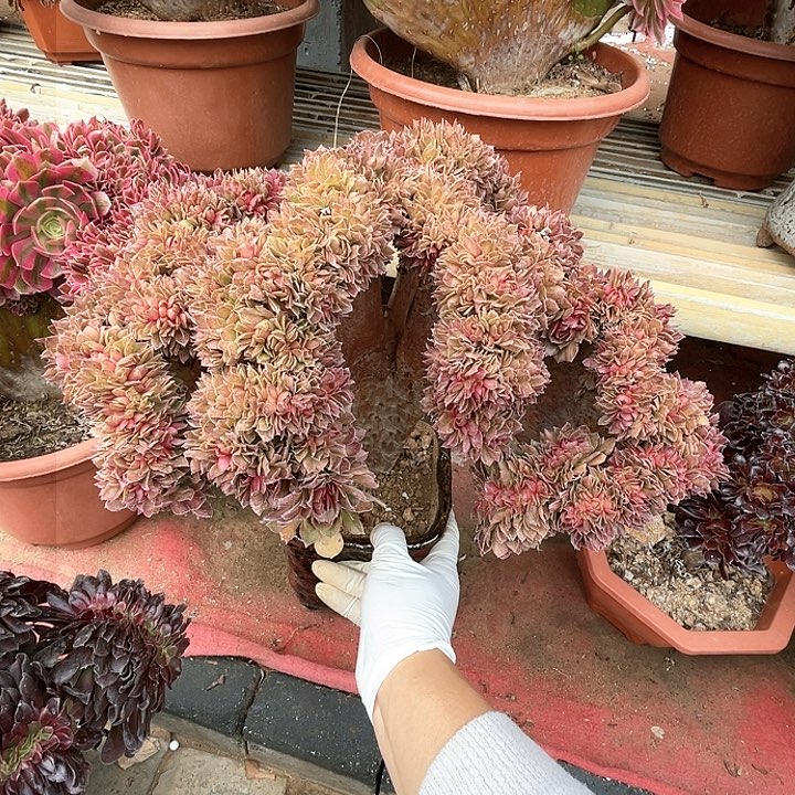 【闪购商品】万圣节