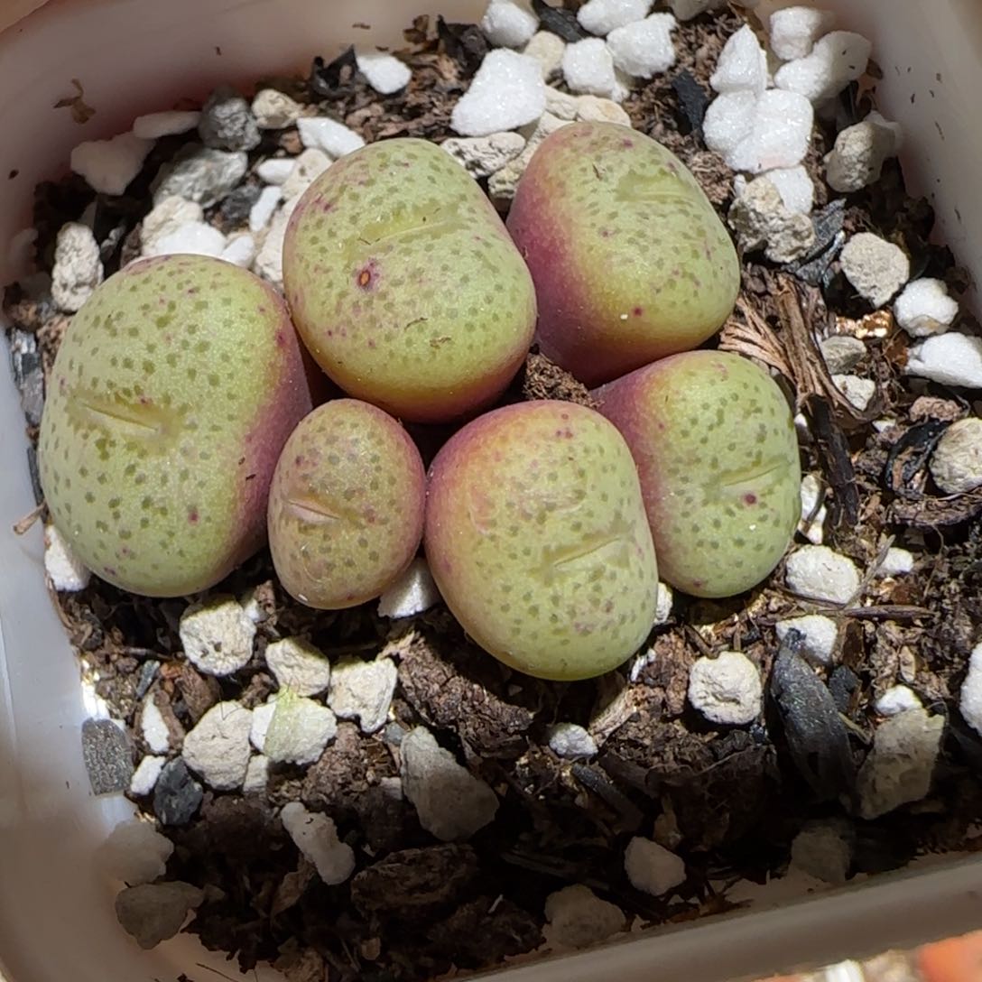 肉锥多肉植物百科3-47