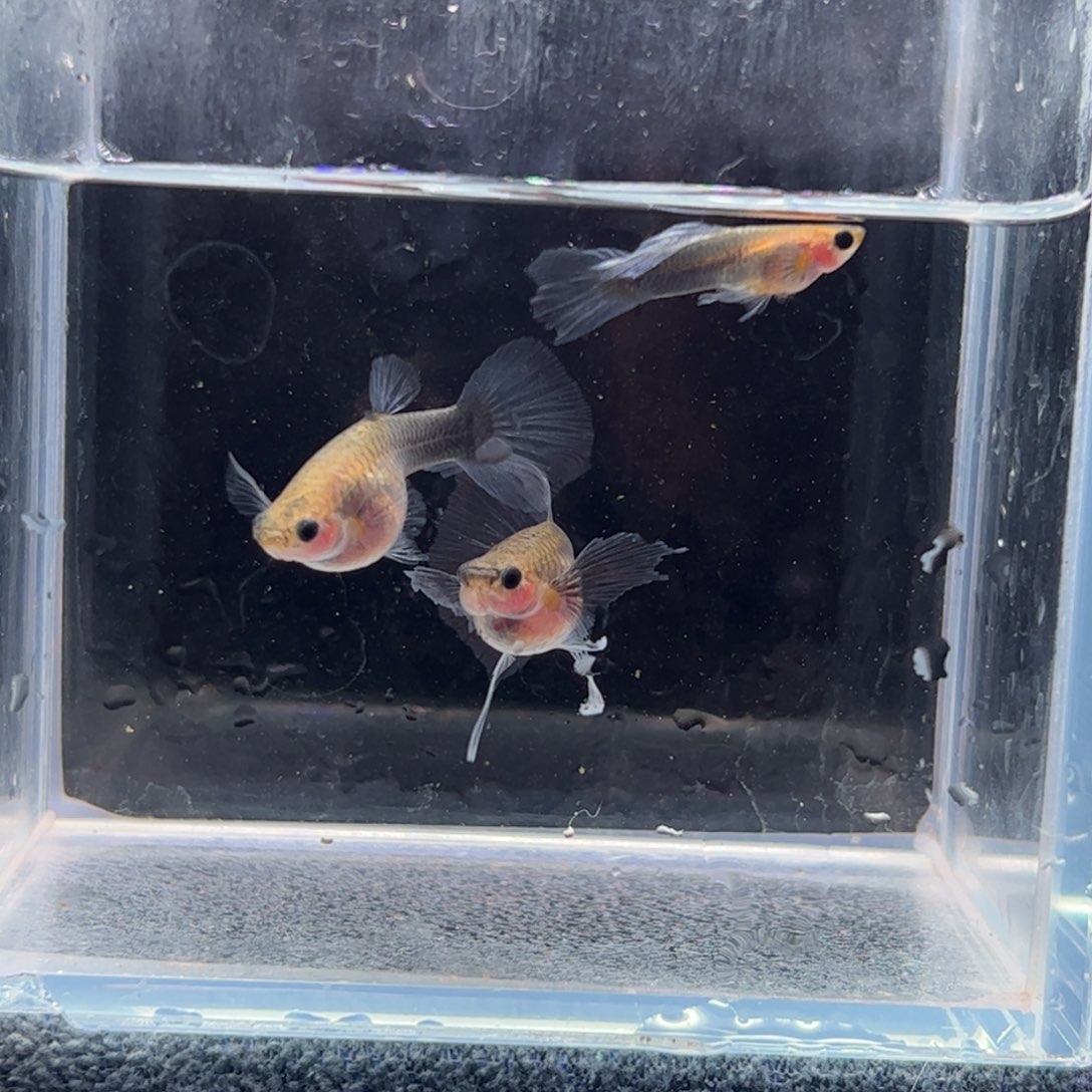 孔雀鱼蓝礼服玻璃体c4444