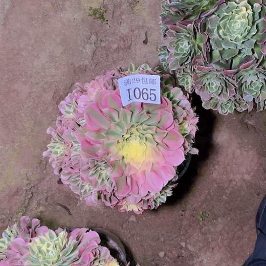 青**儿1065白凤多肉植物