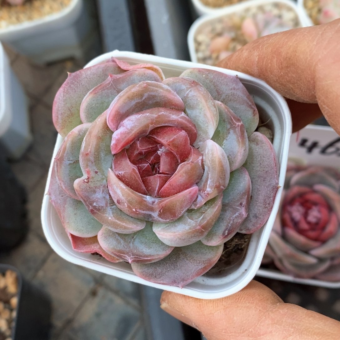 精品多肉一物一拍不包整96