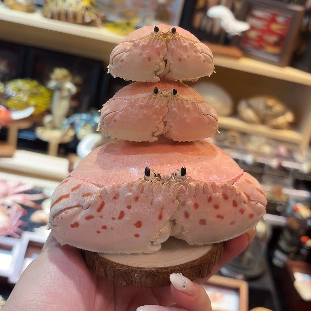 真实卷折馒头蟹标本