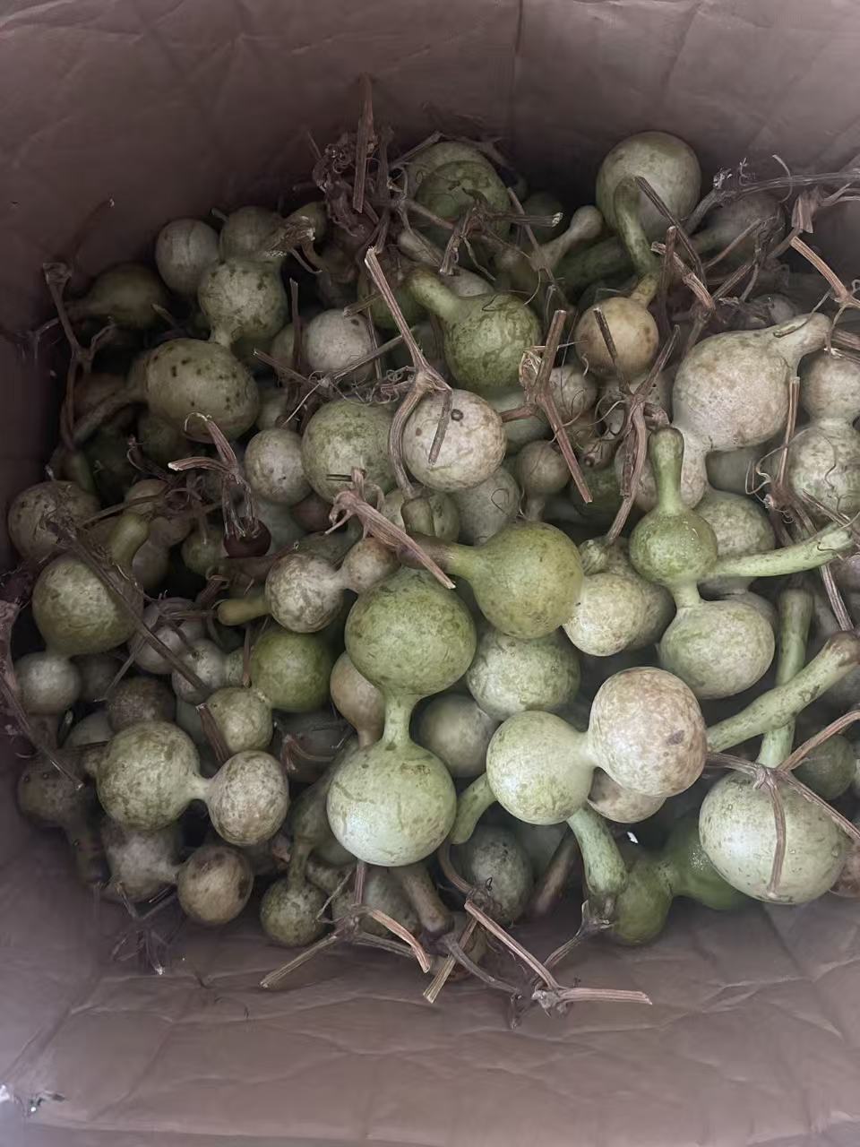 天然青皮小葫芦手把件可体验打皮练手