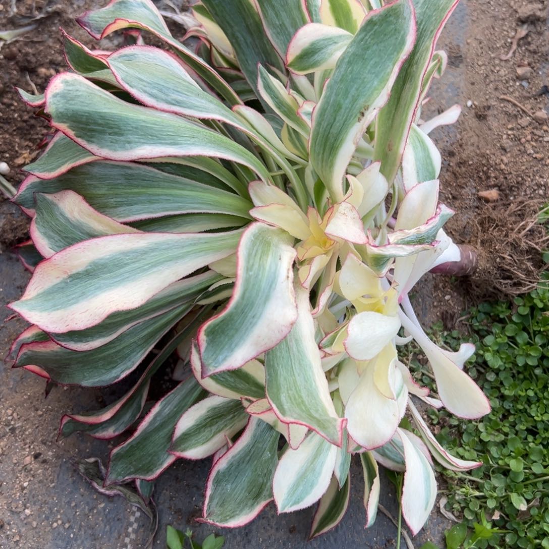 369魅影多肉多破了多肉