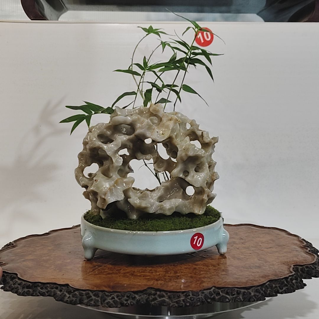 天***看无花朵盆景，凤尾竹，玉玲珑