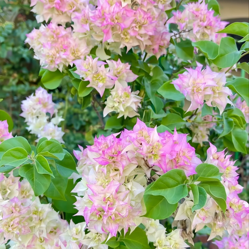 【重瓣怡景】三角梅四季勤花丰花（收到落花掉叶，光杆属正常不售后 ）