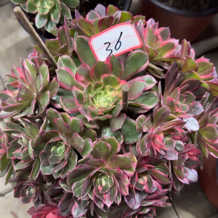 36号黑膜斤法师111