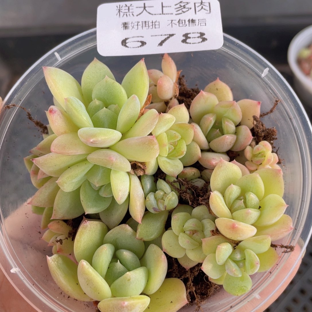糕大上多肉植物678