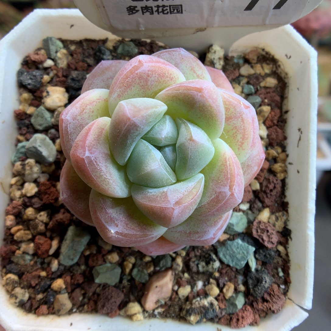 77冰玉多肉植物一物一拍