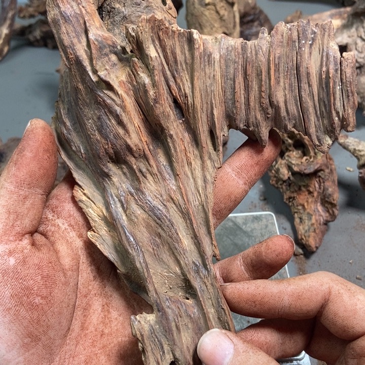 黄花梨/降香黄檀生****2海南红降