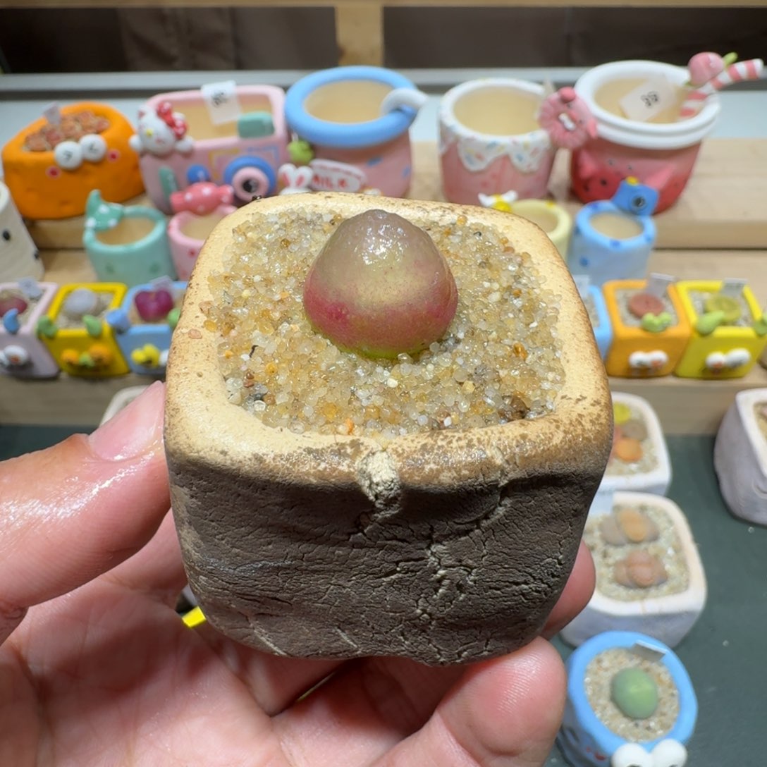 红陶蘑菇386灯泡
