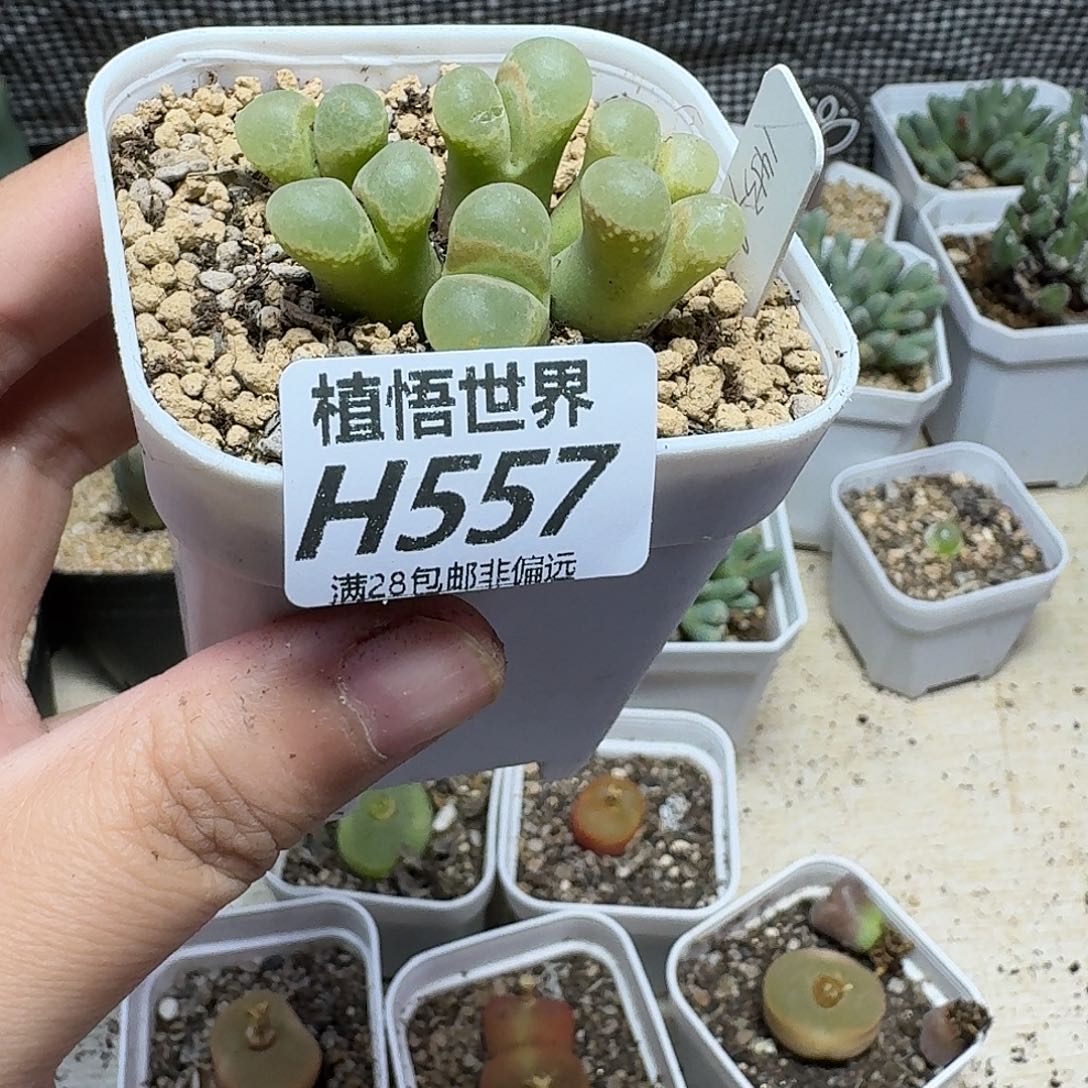 多肉植物的润泽fhbn