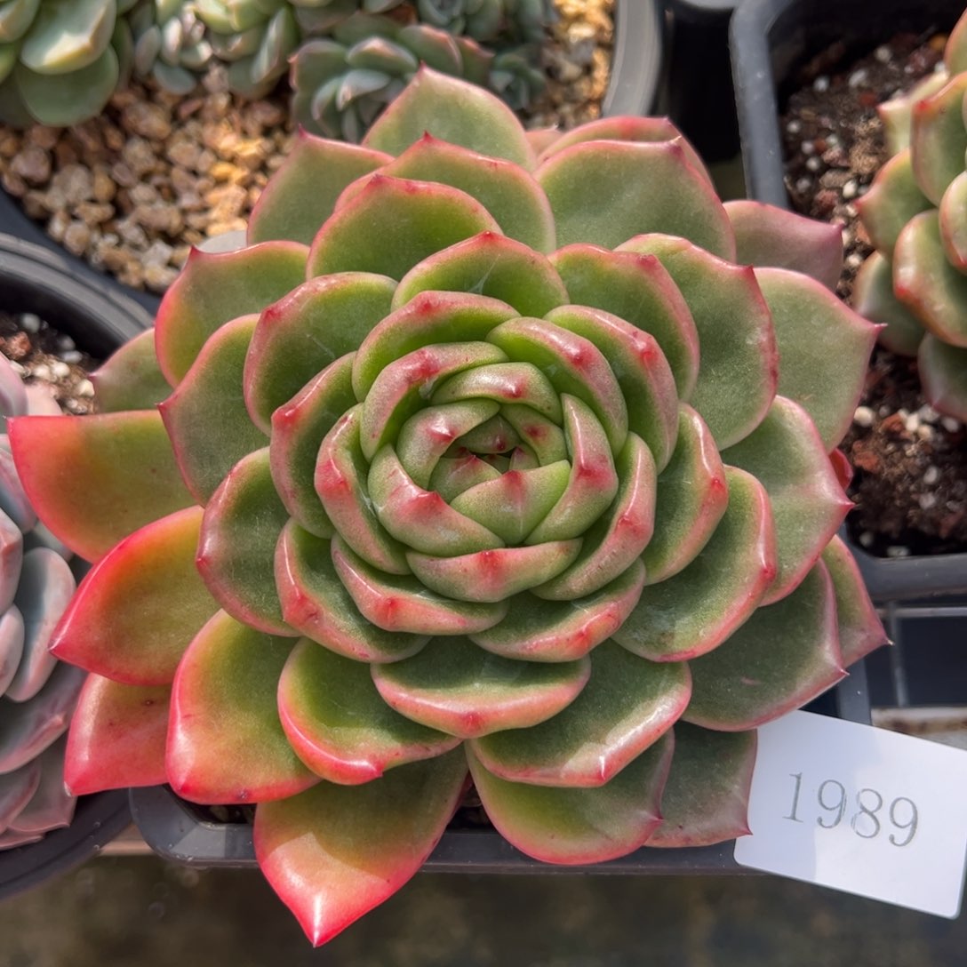 霖*月1989肉肉肉肉肉肉肉