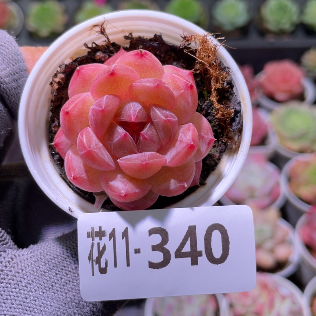 花利美11-340糖心新品