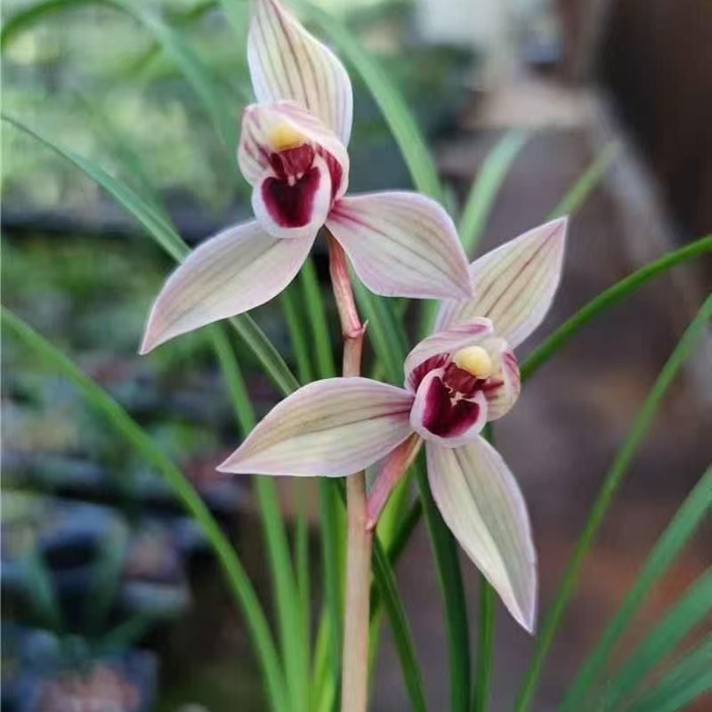 莲瓣兰心心兰花苗开花浓香型好养花卉绿植盆栽兰苗基地直销