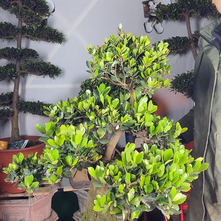 无花朵中华蚊母，四季常青，耐寒