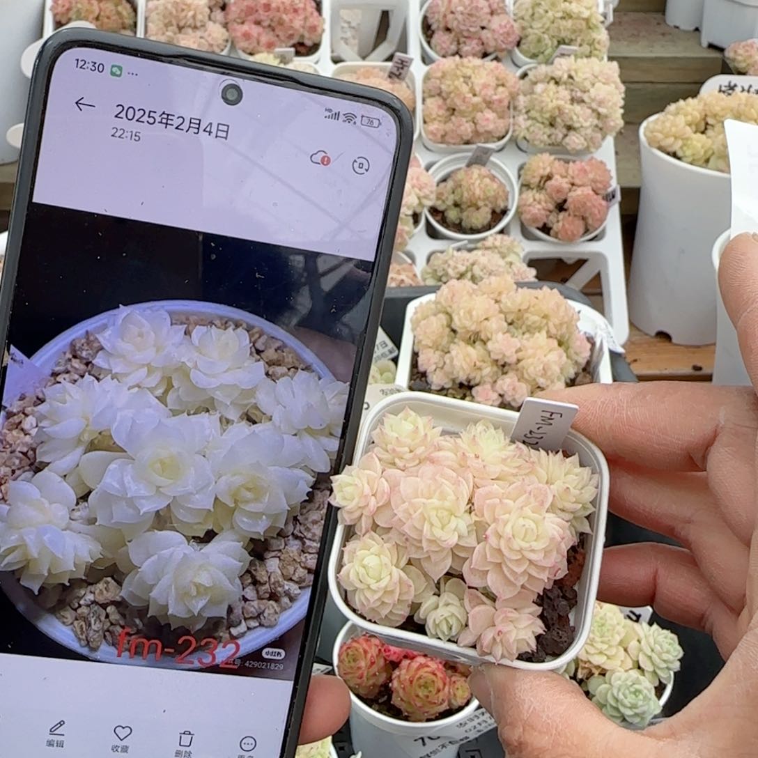 【闪购商品】0207-75（fm-232）