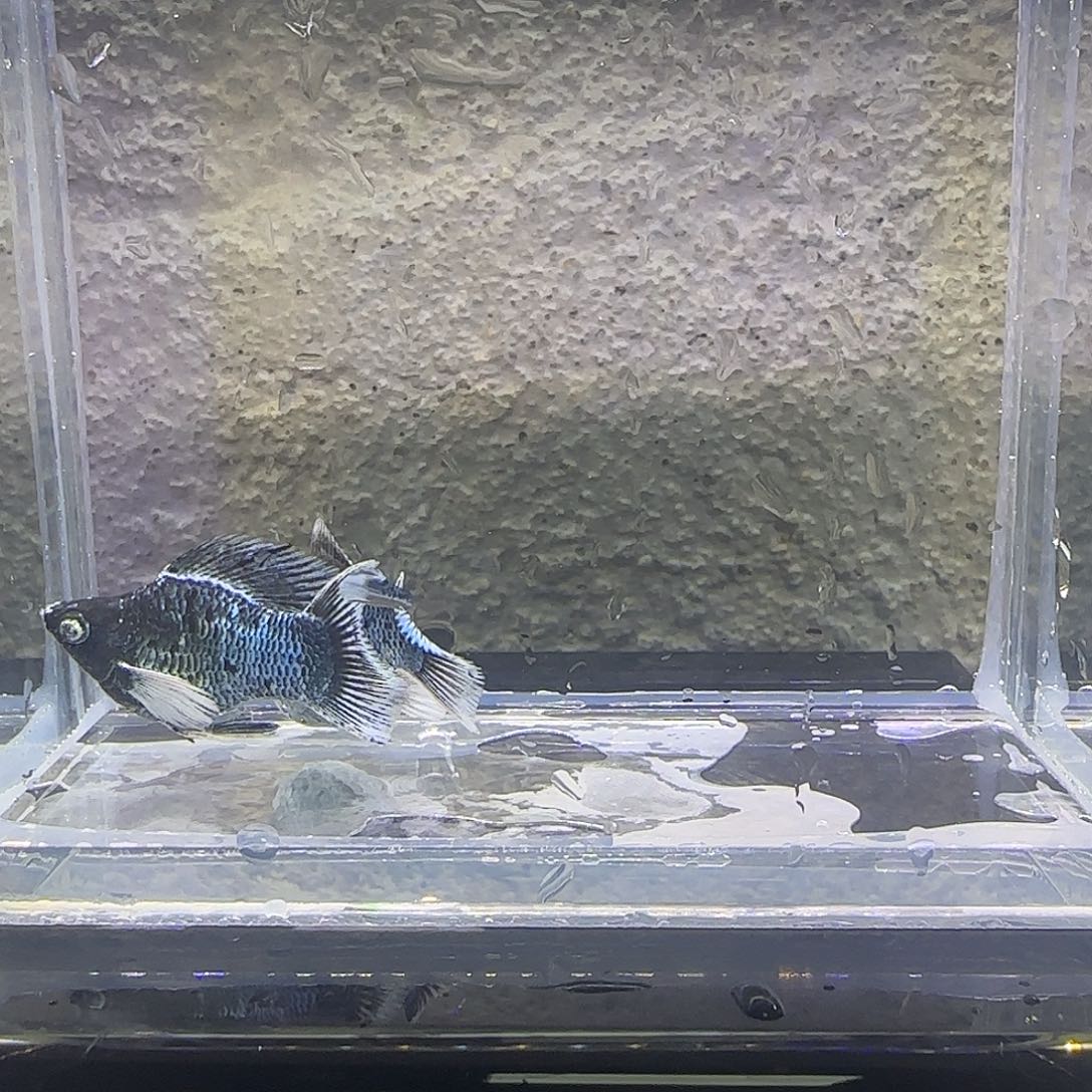 黑玛丽鱼电镀玛丽。60号