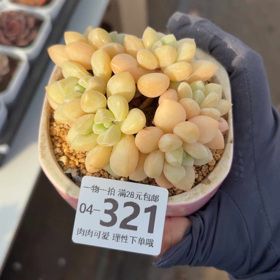 泡泡糖无盆土发货无